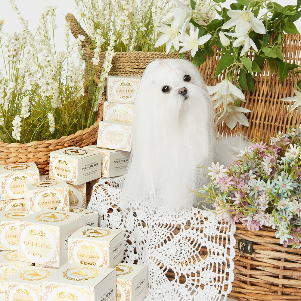 💜新品上架【梨花娘總代理】🫧韓國PUMBLEPET 🌿手工天然精油南瓜造型保濕豐盈皇室山茶花洗髮清潔皂(犬貓適用)
