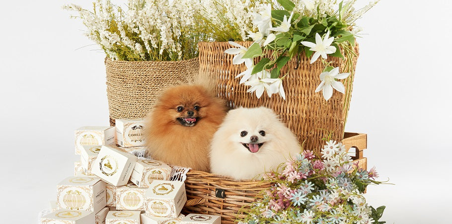 💜新品上架【梨花娘總代理】🫧韓國PUMBLEPET 🌿手工天然精油南瓜造型保濕豐盈皇室山茶花洗髮清潔皂(犬貓適用)