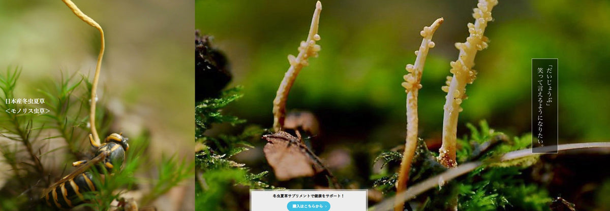 日本樂天暢銷NO.1 ｜CORDY寵物保健食品