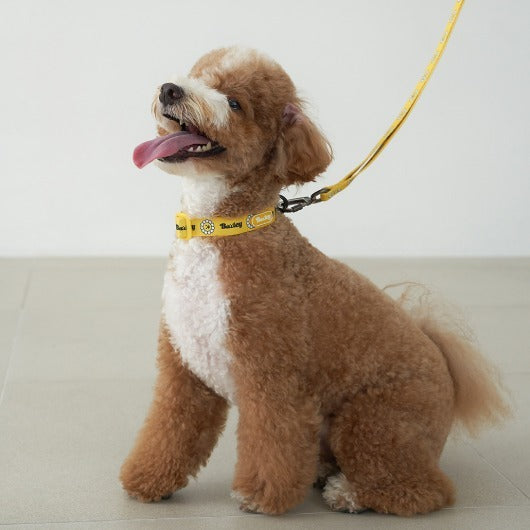 韓國新品上架【梨花娘總代理】🐾BAILEY 🐶秋冬新品 飽合亮色花朵微笑簡易款寵物項圈(4色)