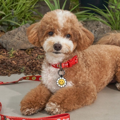 韓國新品上架【梨花娘總代理】🐾BAILEY 🐶秋冬新品 飽合亮色花朵微笑簡易款寵物項圈(4色)