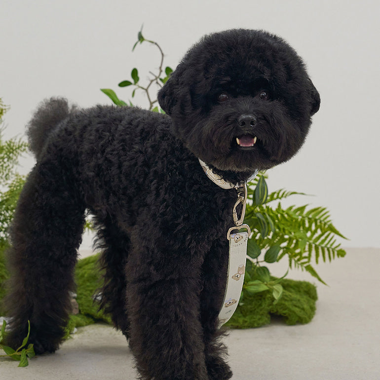 韓國新品上架【梨花娘總代理】🐾BAILEY 🐶秋冬新品 馬卡龍柔軟色系小熊圖案簡易款寵物項圈(3色)