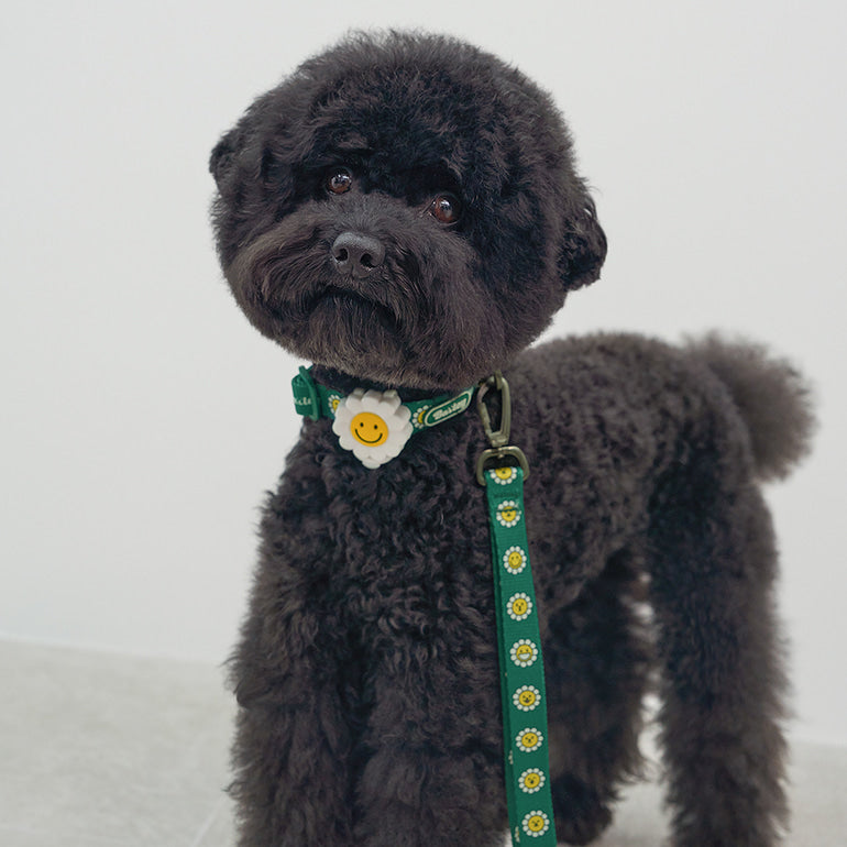 韓國新品上架【梨花娘總代理】🐾BAILEY 🐶秋冬新品 飽合亮色花朵微笑寵物牽繩(4色)