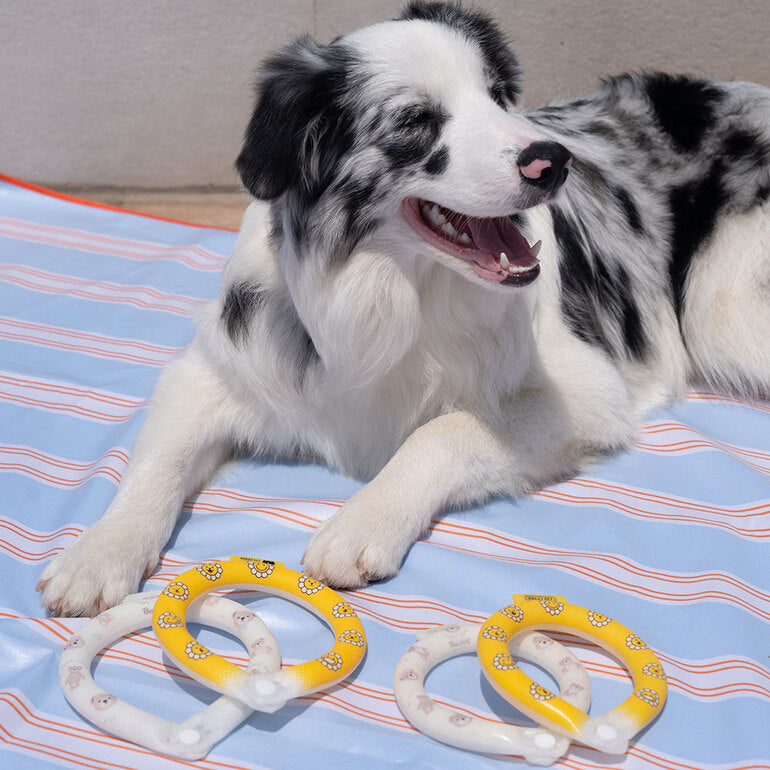 韓國新品上架【梨花娘總代理】🐾BAILEY 🐶夏日寵物頸部降溫夜間瑩光冰涼笑臉花朵頸圈(2色)