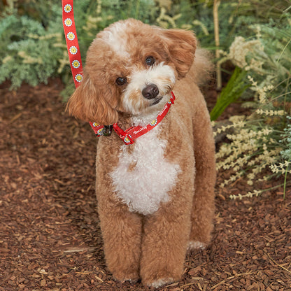 韓國新品上架【梨花娘總代理】🐾BAILEY 🐶秋冬新品 飽合亮色花朵微笑簡易款寵物項圈(4色)