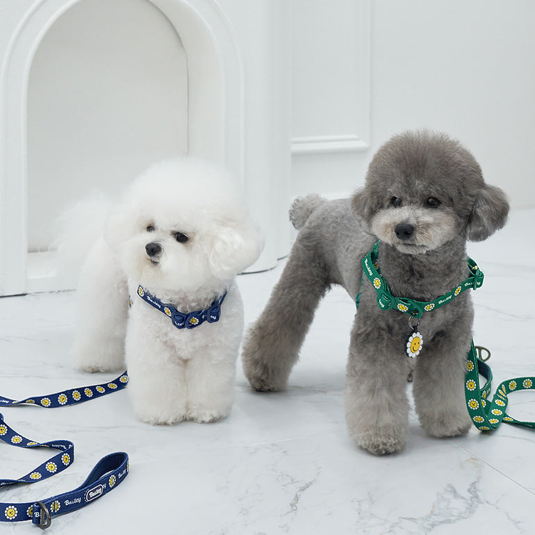 韓國新品上架【梨花娘總代理】🐾BAILEY 🐶秋冬新品 Daisy 雛菊亮色花朵微笑寵物胸背帶(4色)