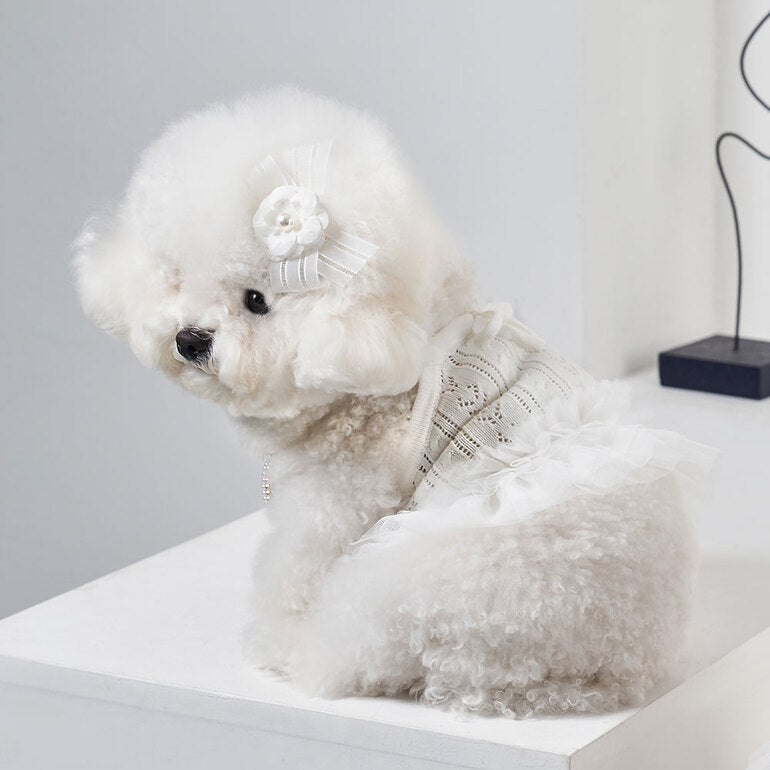 韓國新品上架【梨花娘總代理】🐾BAILEY 🐶秋冬新品 針織拼接蕾絲氣質優雅花朵芭蕾舞裙寵物服飾(2色)