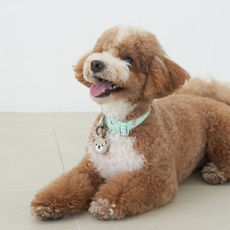 韓國新品上架【梨花娘總代理】🐾BAILEY 🐶秋冬新品 馬卡龍柔軟色系小熊圖案簡易款寵物項圈(3色)