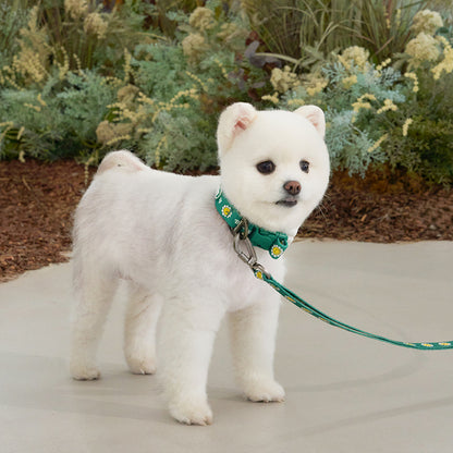 韓國新品上架【梨花娘總代理】🐾BAILEY 🐶秋冬新品 飽合亮色花朵微笑簡易款寵物項圈(4色)