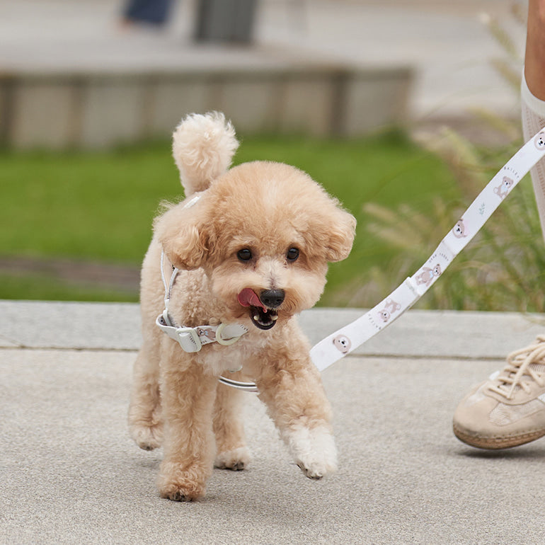 韓國新品上架【梨花娘總代理】🐾BAILEY 🐶秋冬新品 馬卡龍柔軟色系小熊圖案寵物胸背帶(3色)