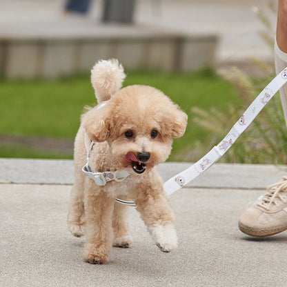 韓國新品上架【梨花娘總代理】🐾BAILEY 🐶秋冬新品 馬卡龍柔軟色系小熊圖案寵物胸背帶(3色)