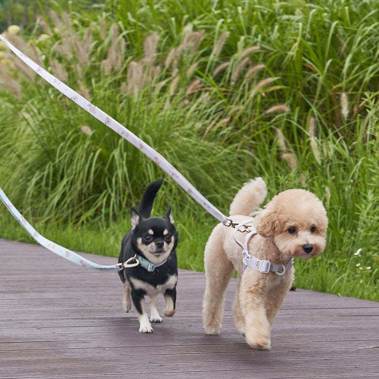 韓國新品上架【梨花娘總代理】🐾BAILEY 🐶秋冬新品 馬卡龍柔軟色系小熊圖案寵物胸背帶(3色)