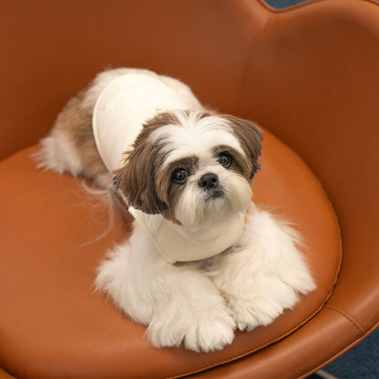 韓國新品上架【梨花娘總代理】🐾BAILEY 🐶秋冬新品 柔軟菌菌拜拜內襯防潑水高領設計保暖寵物服飾(3色)
