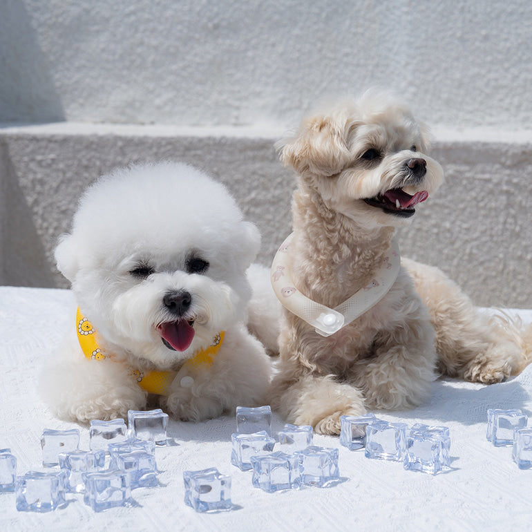 韓國新品上架【梨花娘總代理】🐾BAILEY 🐶夏日寵物頸部降溫夜間瑩光冰涼笑臉花朵頸圈(2色)