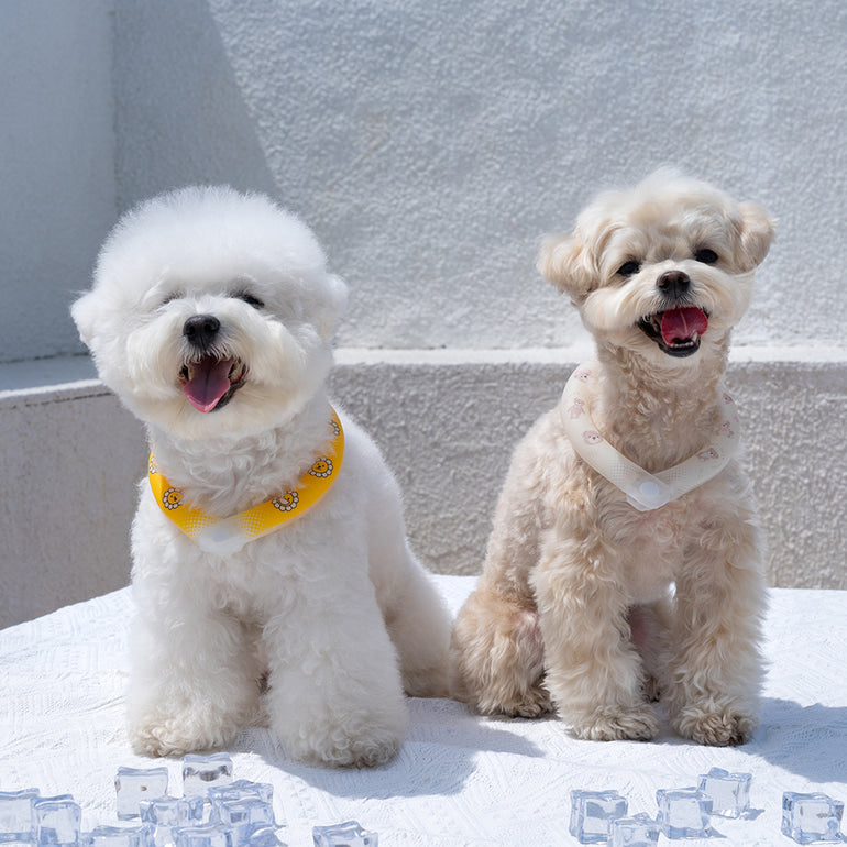 韓國新品上架【梨花娘總代理】🐾BAILEY 🐶夏日寵物頸部降溫夜間瑩光冰涼笑臉花朵頸圈(2色)