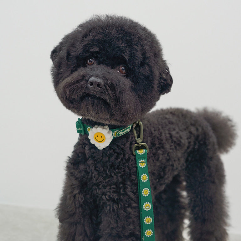 韓國新品上架【梨花娘總代理】🐾BAILEY 🐶秋冬新品 飽合亮色花朵微笑簡易款寵物項圈(4色)