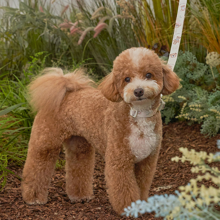 韓國新品上架【梨花娘總代理】🐾BAILEY 🐶秋冬新品 馬卡龍柔軟色系小熊圖案寵物牽繩(3色)
