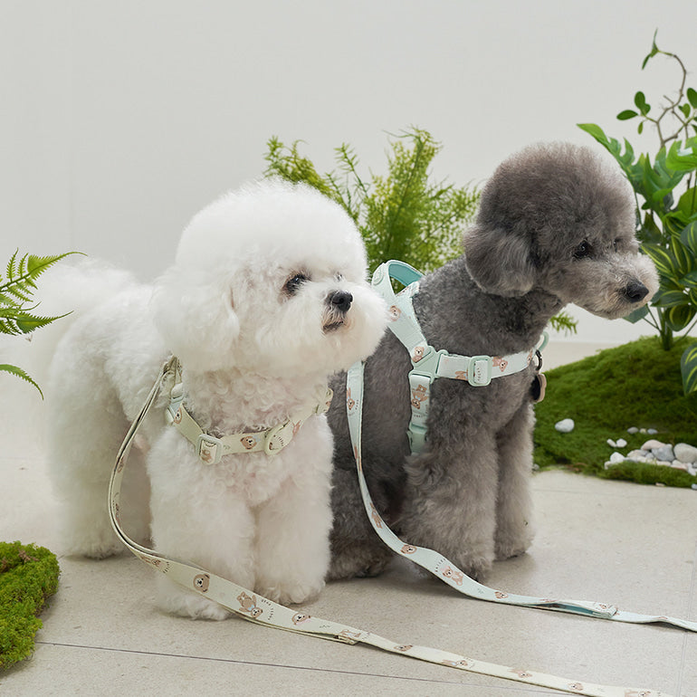 韓國新品上架【梨花娘總代理】🐾BAILEY 🐶秋冬新品 馬卡龍柔軟色系小熊圖案寵物胸背帶(3色)