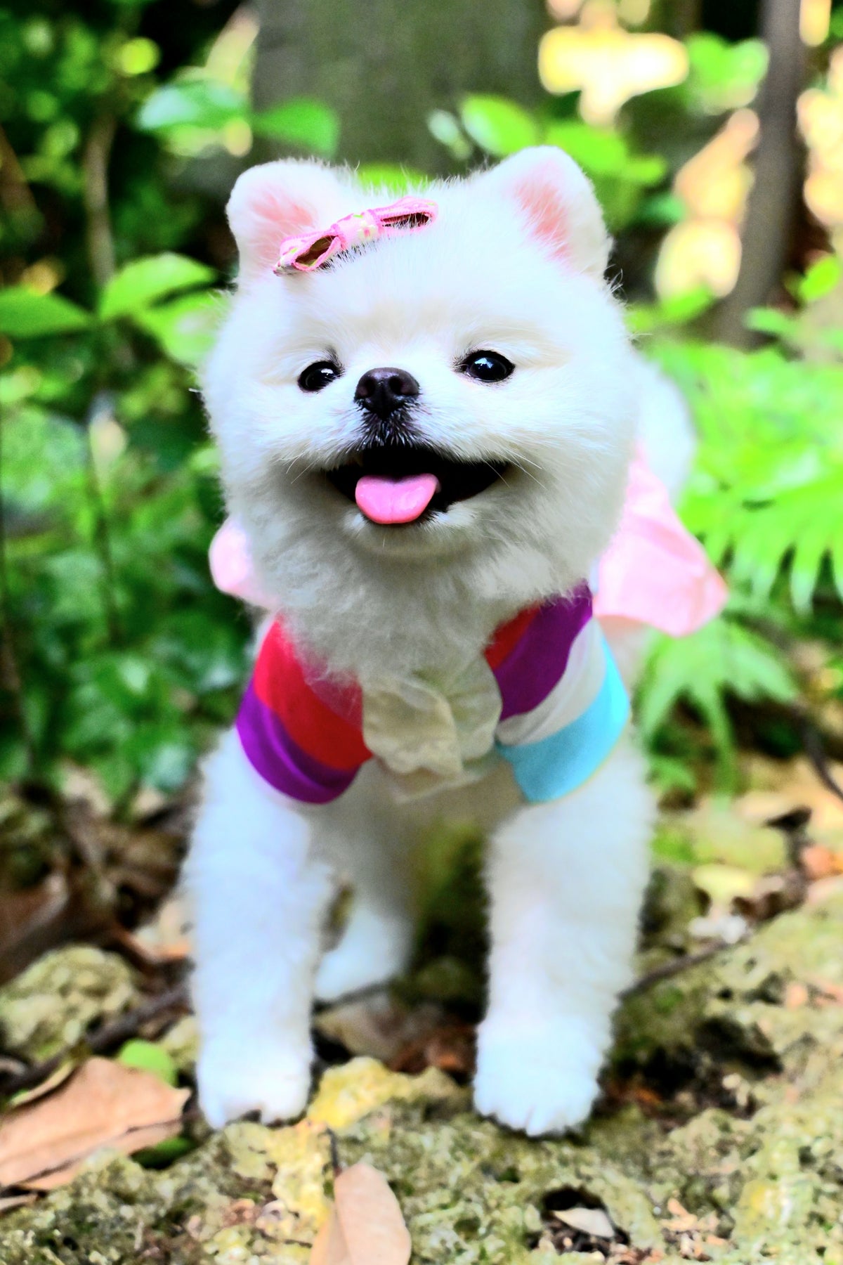 韓國BAILEY【梨花娘總代理】💖寵物品牌皇室韓服寵物刺繡衣服(現貨+預購)