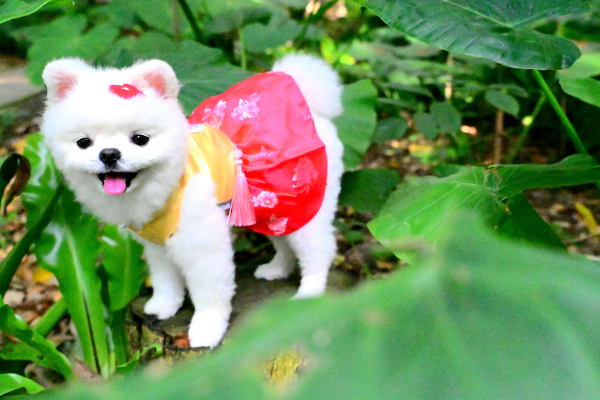 韓國BAILEY【梨花娘總代理】💖寵物品牌皇室韓服寵物刺繡衣服(現貨+預購)