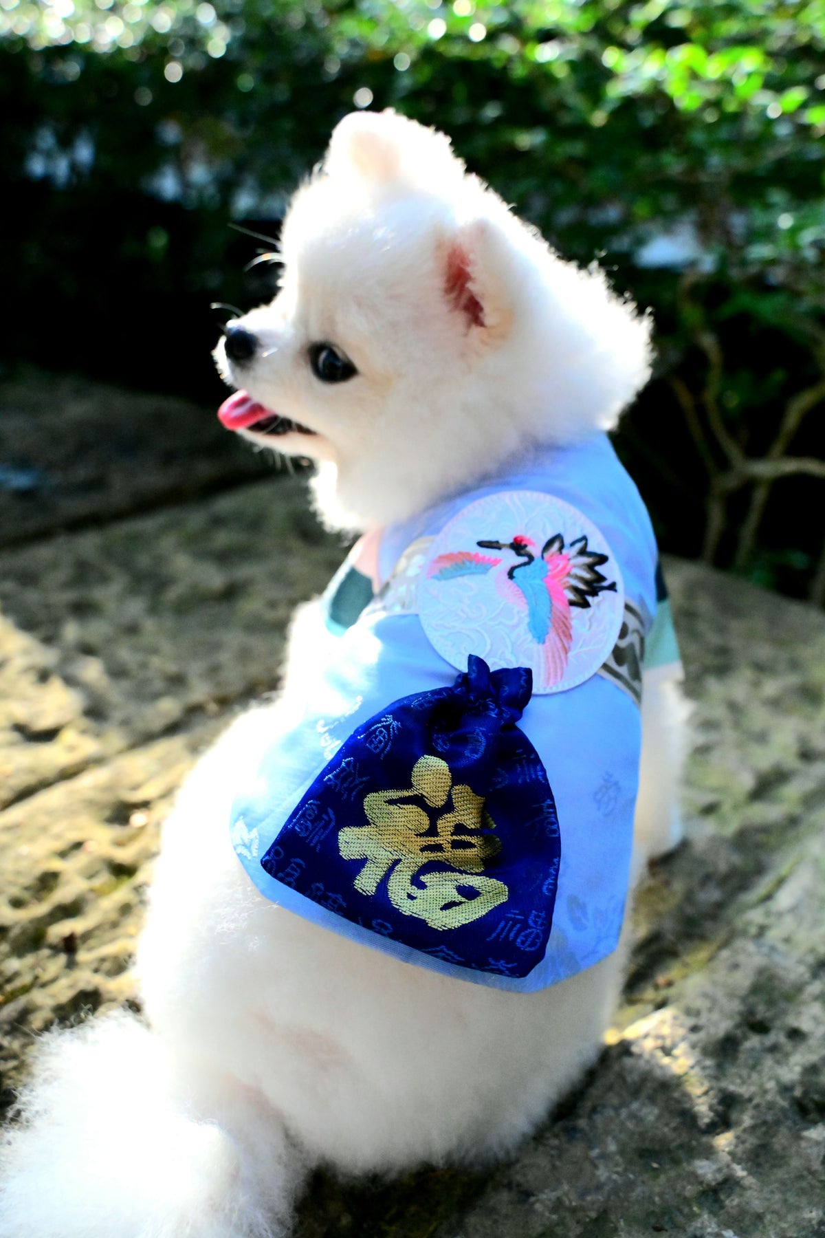 韓國BAILEY【梨花娘總代理】💖寵物品牌皇室韓服寵物刺繡衣服(現貨+預購)