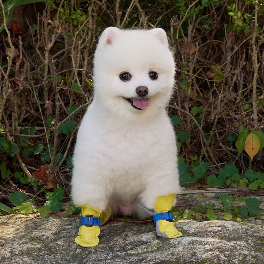 韓國新品上架【梨花娘總代理】🐾BAILEY 🐶簡約輕盈防水不掉鞋防護寵物健走鞋80入一盒(2色)