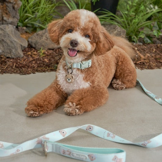 韓國新品上架【梨花娘總代理】🐾BAILEY 🐶秋冬新品 馬卡龍柔軟色系小熊圖案寵物牽繩(3色)