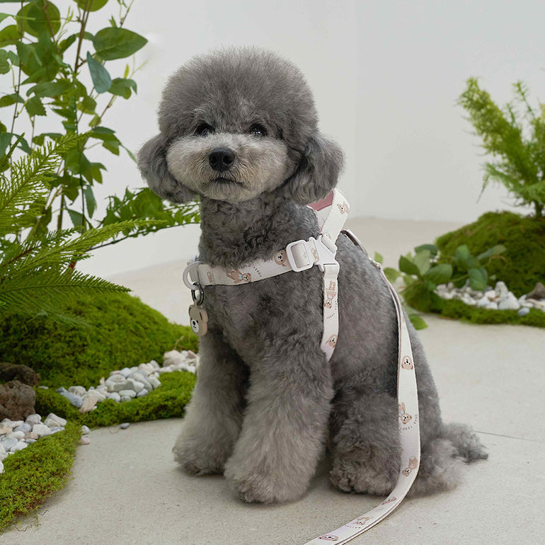 韓國新品上架【梨花娘總代理】🐾BAILEY 🐶秋冬新品 馬卡龍柔軟色系小熊圖案寵物胸背帶(3色)