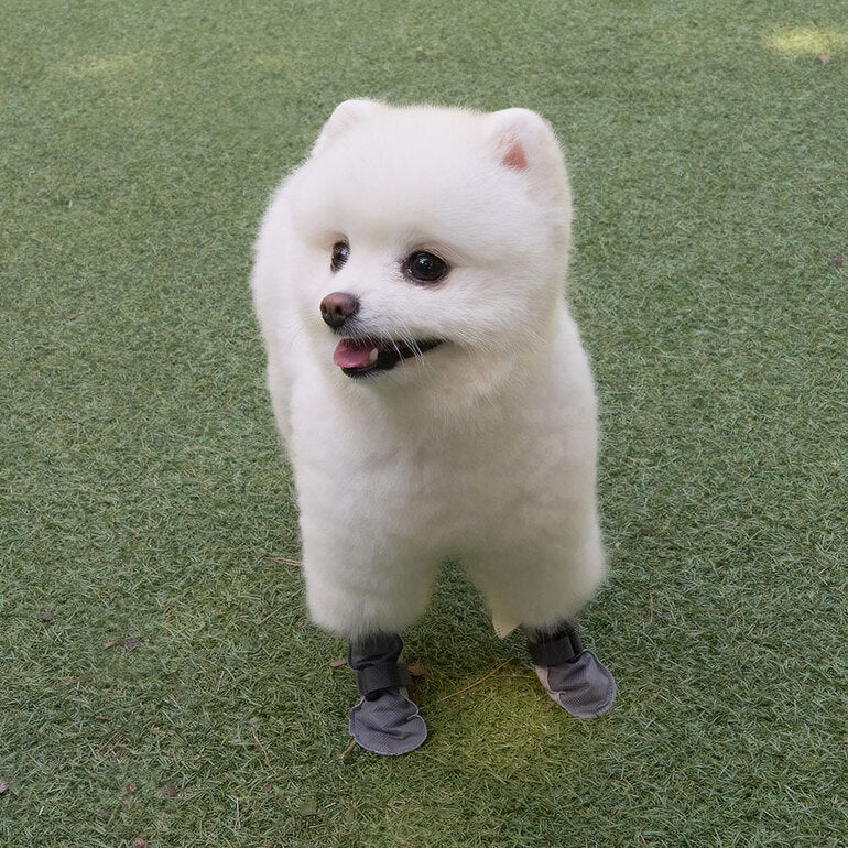 韓國新品上架【梨花娘總代理】🐾BAILEY 🐶簡約輕盈防水不掉鞋防護寵物健走鞋80入一盒(2色)