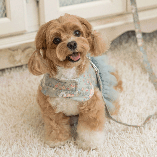 韓國新品上架【梨花娘總代理】🐾BAILEY 🐶新品 溫柔蕾絲荷葉法式小碎花寵物蓬蓬裙+牽引繩(2色)