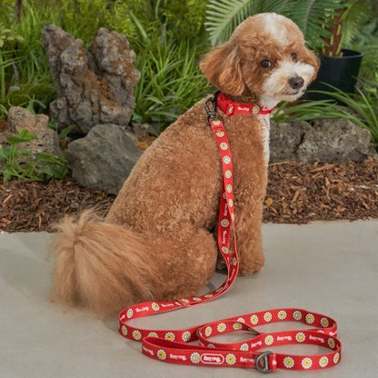 韓國新品上架【梨花娘總代理】🐾BAILEY 🐶秋冬新品 飽合亮色花朵微笑寵物牽繩(4色)