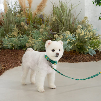 韓國新品上架【梨花娘總代理】🐾BAILEY 🐶秋冬新品 飽合亮色花朵微笑寵物牽繩(4色)