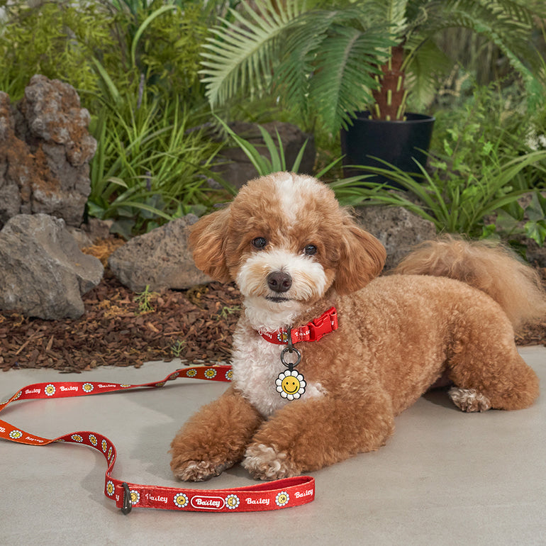 韓國新品上架【梨花娘總代理】🐾BAILEY 🐶秋冬新品 飽合亮色花朵微笑寵物牽繩(4色)