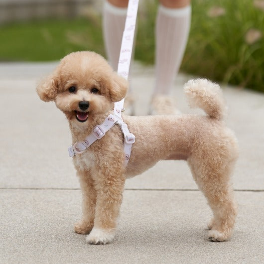 韓國新品上架【梨花娘總代理】🐾BAILEY 🐶秋冬新品 馬卡龍柔軟色系小熊圖案寵物胸背帶(3色)
