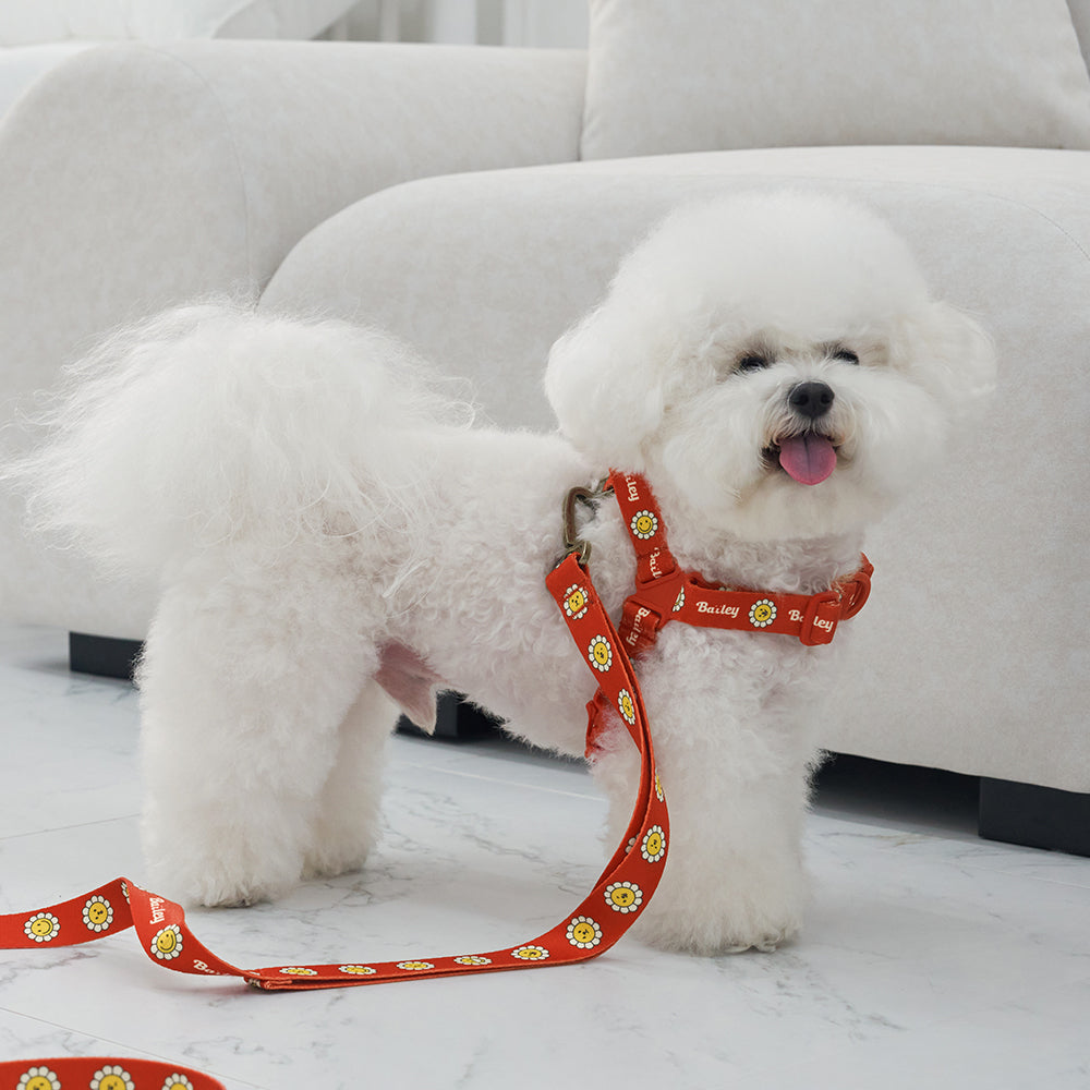 韓國新品上架【梨花娘總代理】🐾BAILEY 🐶秋冬新品 Daisy 雛菊亮色花朵微笑寵物胸背帶(4色)