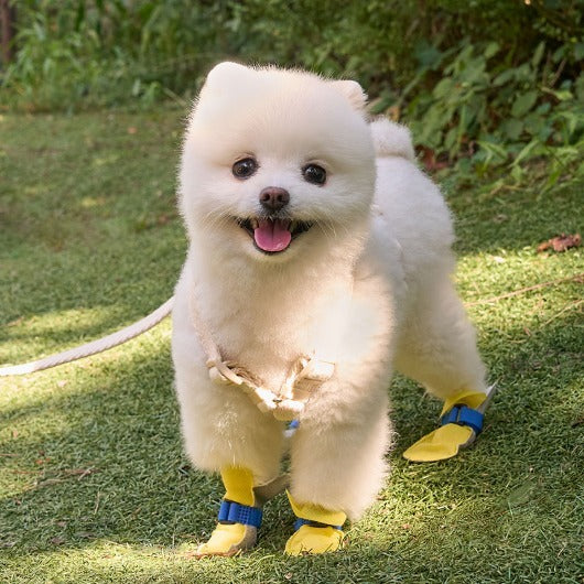 韓國新品上架【梨花娘總代理】🐾BAILEY 🐶簡約輕盈防水不掉鞋防護寵物健走鞋80入一盒(2色)