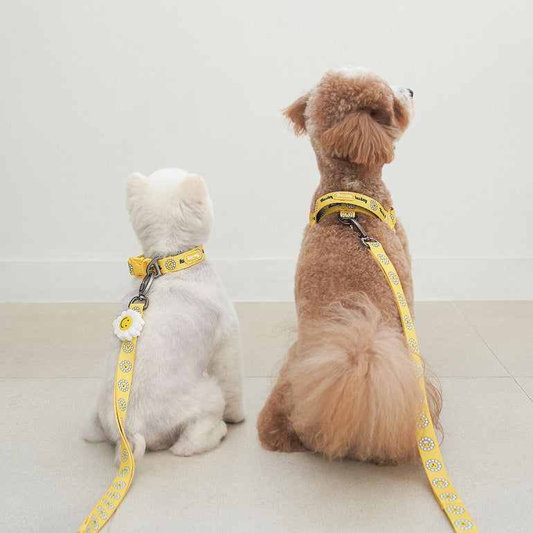 韓國新品上架【梨花娘總代理】🐾BAILEY 🐶秋冬新品 飽合亮色花朵微笑寵物牽繩(4色)