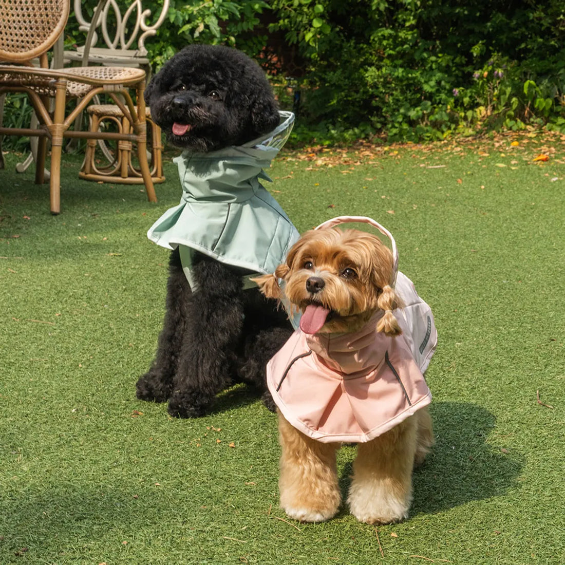 韓國🐾BAILEY💧【梨花娘總代理】新品上架💕貼心可透明帽沿輕薄防水安全反光設計寵物雨衣(3色)