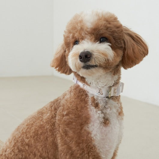 韓國新品上架【梨花娘總代理】🐾BAILEY 🐶秋冬新品 馬卡龍柔軟色系小熊圖案簡易款寵物項圈(3色)