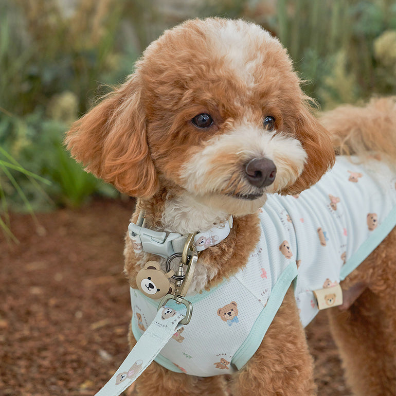 韓國新品上架【梨花娘總代理】🐾BAILEY 🐶秋冬新品 馬卡龍柔軟色系小熊圖案簡易款寵物項圈(3色)