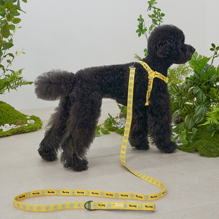 韓國新品上架【梨花娘總代理】🐾BAILEY 🐶秋冬新品 飽合亮色花朵微笑寵物牽繩(4色)
