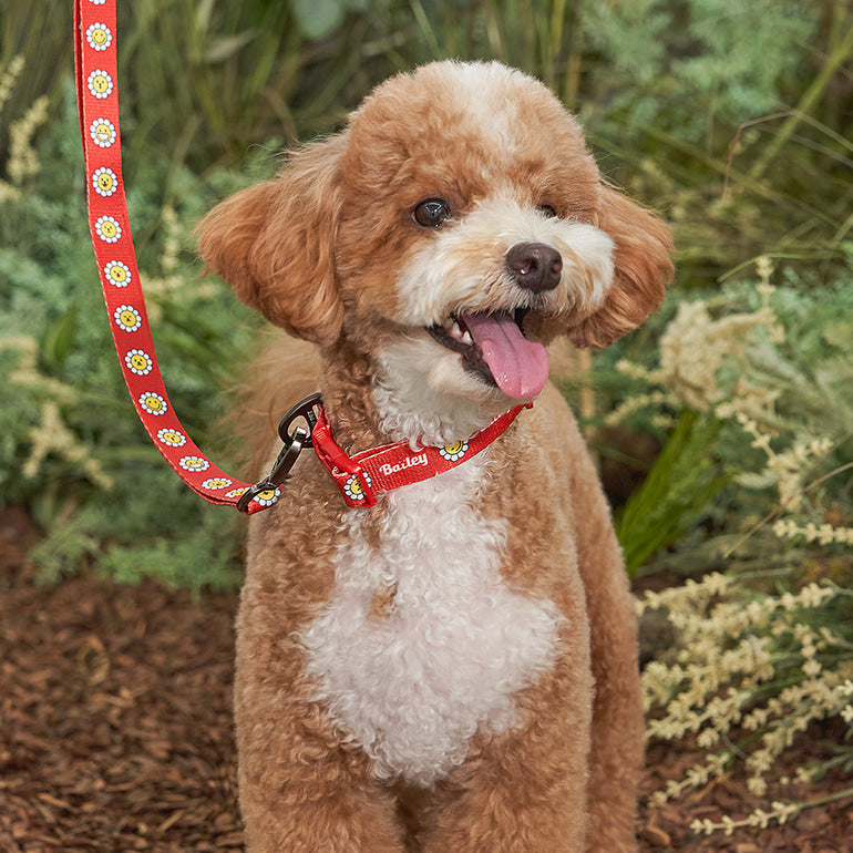 韓國新品上架【梨花娘總代理】🐾BAILEY 🐶秋冬新品 飽合亮色花朵微笑簡易款寵物項圈(4色)