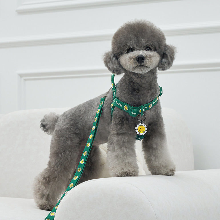 韓國新品上架【梨花娘總代理】🐾BAILEY 🐶秋冬新品 Daisy 雛菊亮色花朵微笑寵物胸背帶(4色)