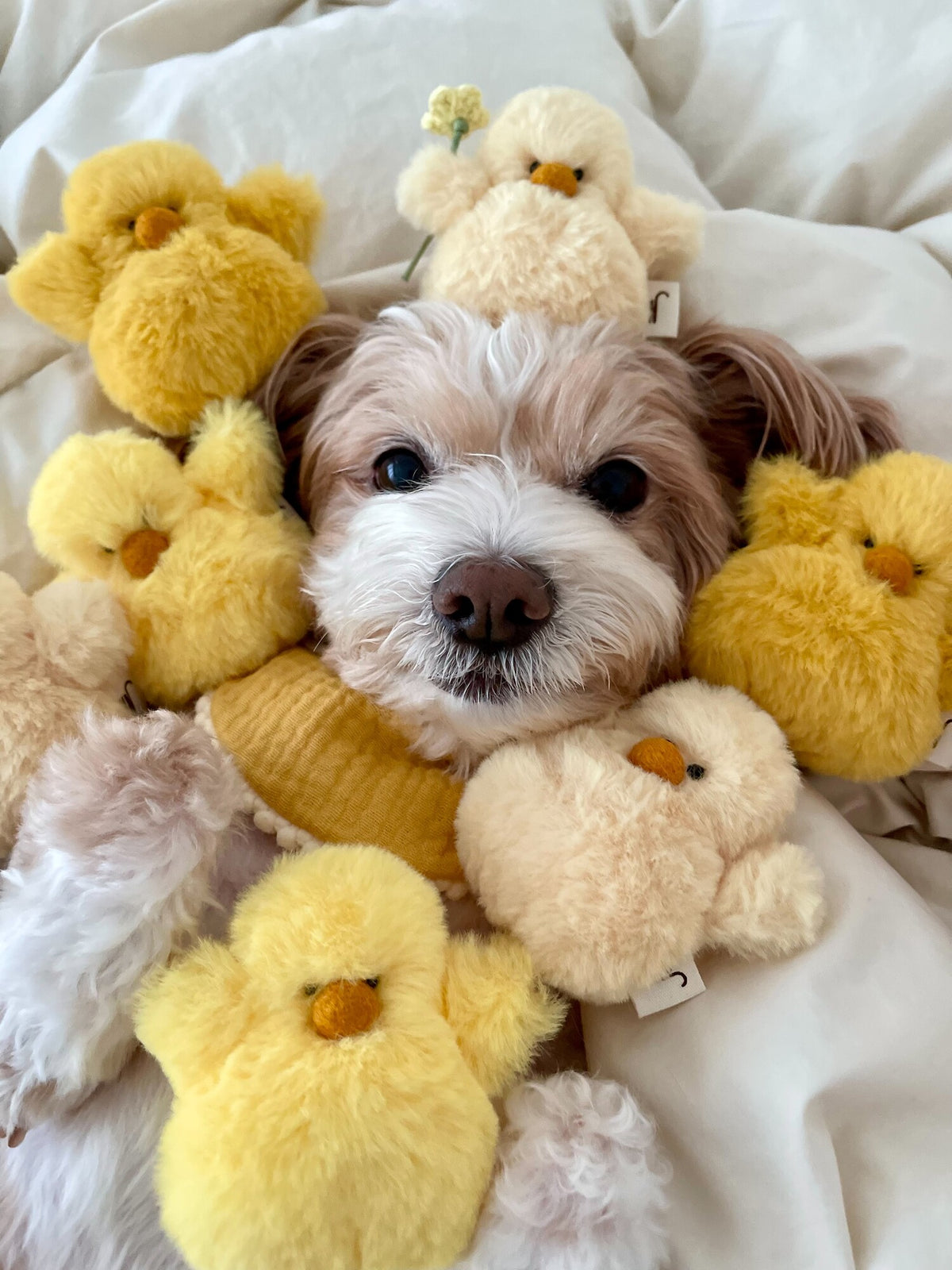 🆕新品上架【梨花娘】💖韓國品牌 WETNOSE 療癒小雞三色貓狗玩具(手工製作，等待期約10~15天)