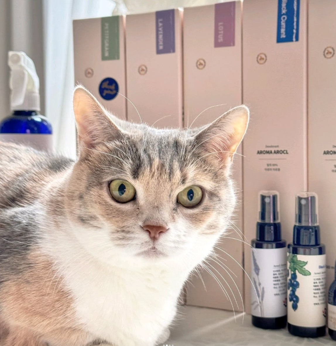 💜新品上架【梨花娘總代理】🔥暢銷 韓國國際調香師PUMBLEPET  OIL天然植萃複方精油分解臭味菌掰掰香氛噴霧 50ml/500ml
